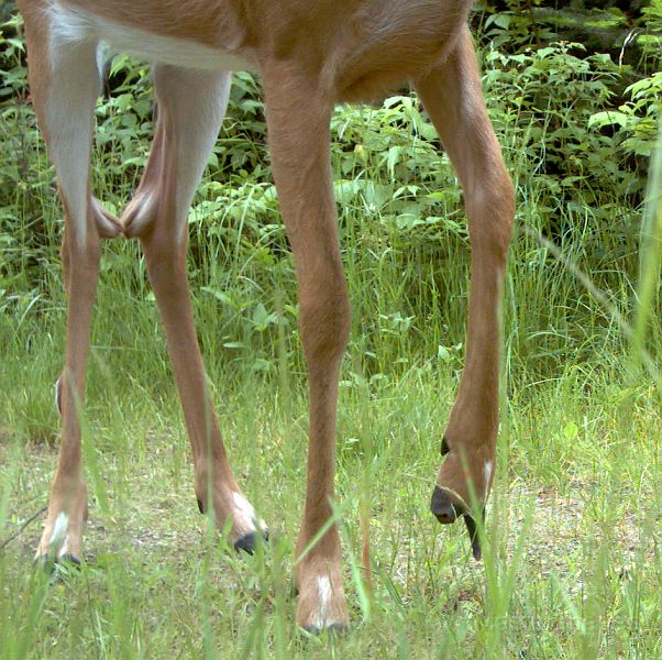 Deer_062811_1839hrs.jpg - White-tailed Deer (Odocoileus virginianus)